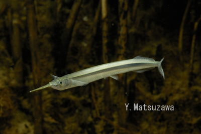 淡水魚 4 水の生き物カメラマン 松沢陽士の魚ときどき亀日記