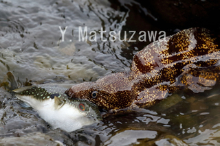 ウツボ1.jpg