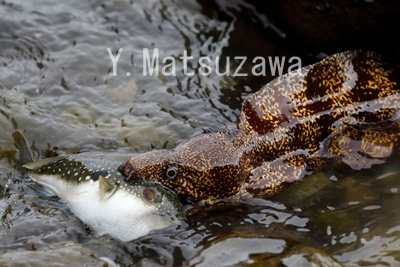 クサフグを襲うウツボについて 水の生き物カメラマン 松沢陽士の魚ときどき亀日記