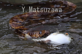 ウツボ3.jpg