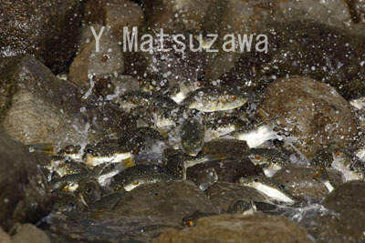 クサフグを襲うウツボについて 水の生き物カメラマン 松沢陽士の魚ときどき亀日記