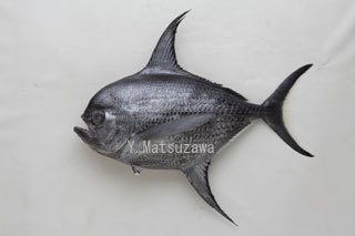 マンザイ エチオピア 水の生き物カメラマン 松沢陽士の魚ときどき亀日記