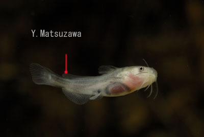 オタマジャクシ ナマズ 水の生き物カメラマン 松沢陽士の魚ときどき亀日記