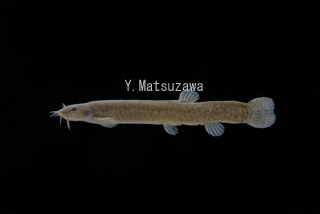 nagarehotoke.jpg